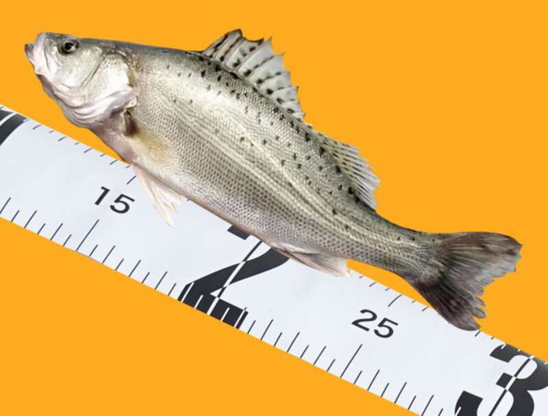 waterproof Fish Measuring Luya Micro Ruler Portable And Lightweight Small Tape Measure Accessories Fishing Gear_voghion.com