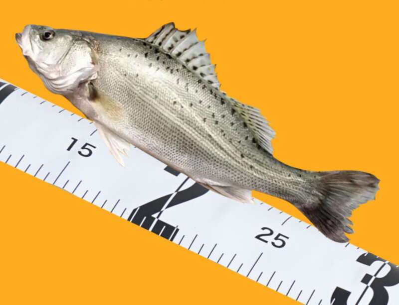 waterproof Fish Measuring Luya Micro Ruler Portable And Lightweight Small Tape Measure Accessories Fishing Gear_voghion.com