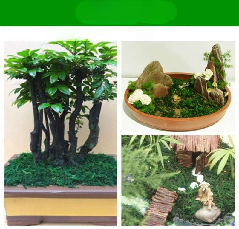 【 1190 de răscumpărări 】 Mușchi uscat simulat, Bonsai, Plantarea plantelor verzi, Ghivece, Decorarea pavajului, Accesorii florale,_voghion.com