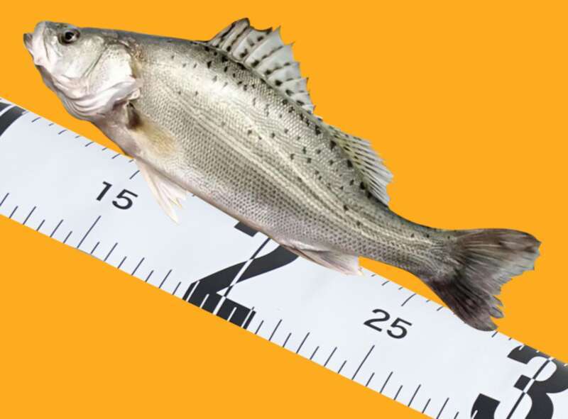 waterproof Fish Measuring Luya Micro Ruler Portable And Lightweight Small Tape Measure Accessories Fishing Gear_voghion.com